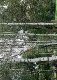 ����