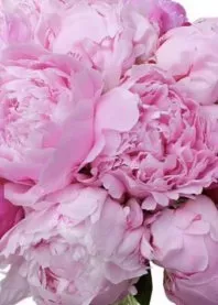 ������ 