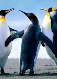 �����