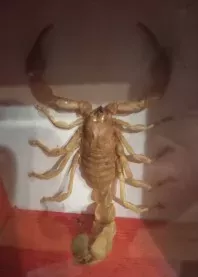 ����