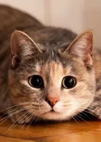 ����