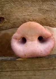 ������ 