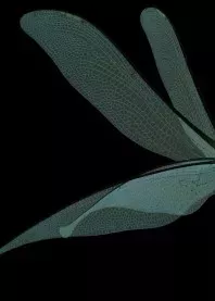 ������