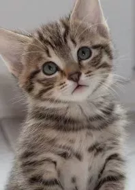 ����� 