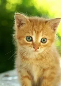����� 