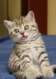 ����