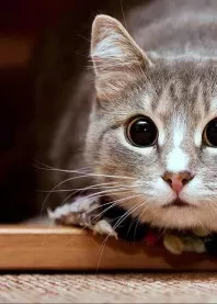 ����
