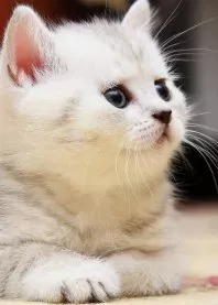 ����
