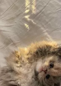 ����