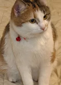 ������