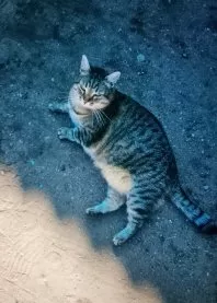 ����� ����