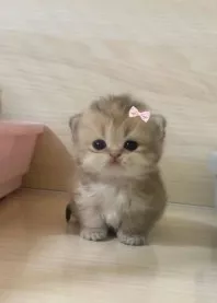 🍬 ����