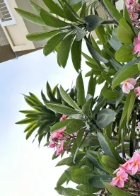 ���������� GFE