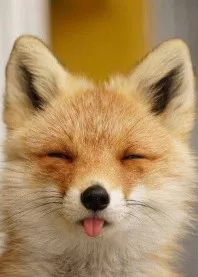 �������� 🍑
