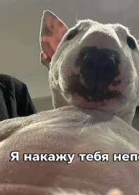  �����