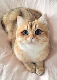 🎀 ����