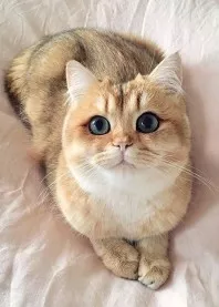 🎀 ����