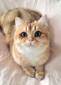 🎀 ����