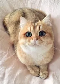 🎀 ����