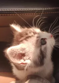 ⚡ ��� ���������
