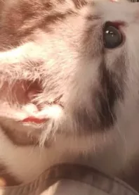 🎀 ��������